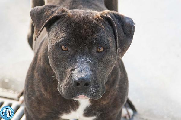 Chanel: non è un accessorio, è una scelta per sempre Foto 7